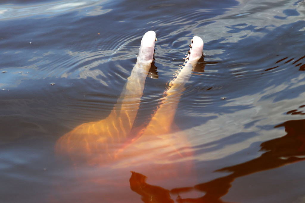 Le Dauphin rose de l'Amazonie (Inia geoffrensis) : Mythe ou réalité ?