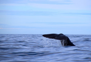 Quelles sont les espèces de baleines que l'on peut voir en France?