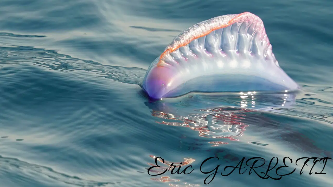 Les Physalies : Invasion mystérieuse sur nos plages Françaises Les Physalies : Invasion mystérieuse sur nos plages Françaises