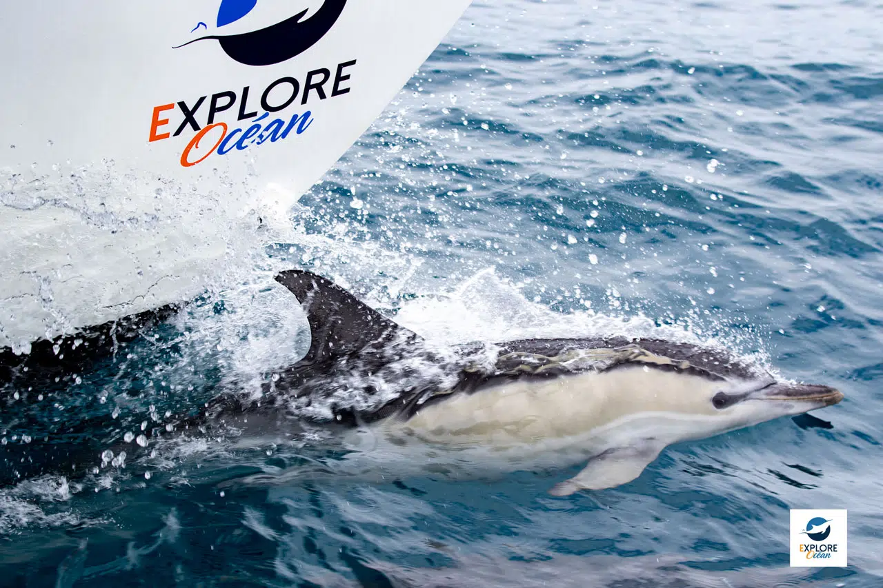 Observer les cétacés au Pays Basque français : le catamaran Atalaya d'Explore Ocean Observer les cétacés au Pays Basque français : le catamaran Atalaya d'Explore Ocean