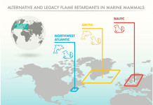 Océans en danger : Les Mammifères Marins intoxiqués par nos déchets chimiques jusqu'en Arctique !