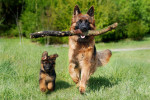 Les chiens de la police nationale, des agents exceptionnels