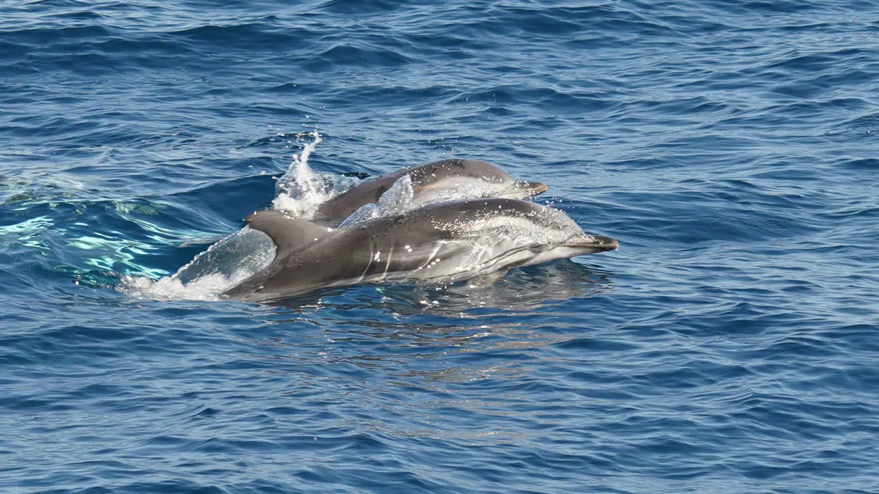 La menace invisible: Les polluants chimiques et les dauphins de méditerranée La menace invisible: Les polluants chimiques et les dauphins de méditerranée