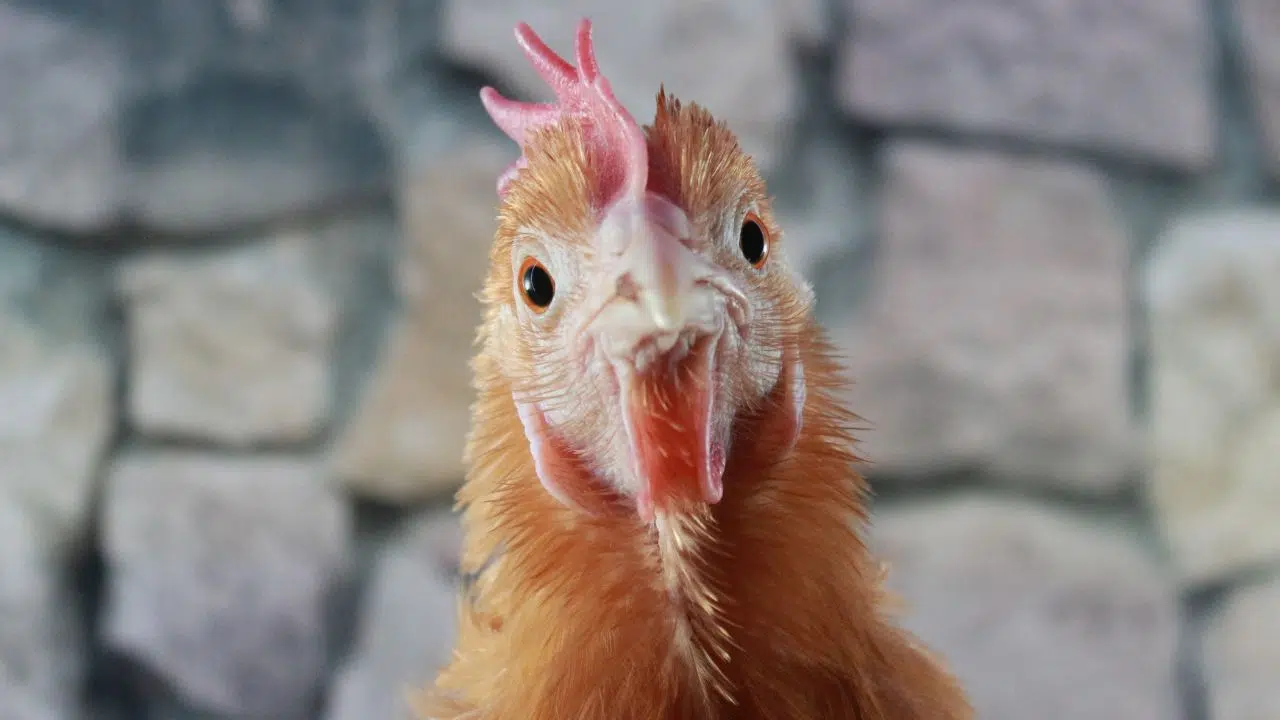L'IA permet de décrypter les émotions aviaires en comprenant les vocalisations des Poulets ! L'IA permet de décrypter les émotions aviaires en comprenant les vocalisations des Poulets !