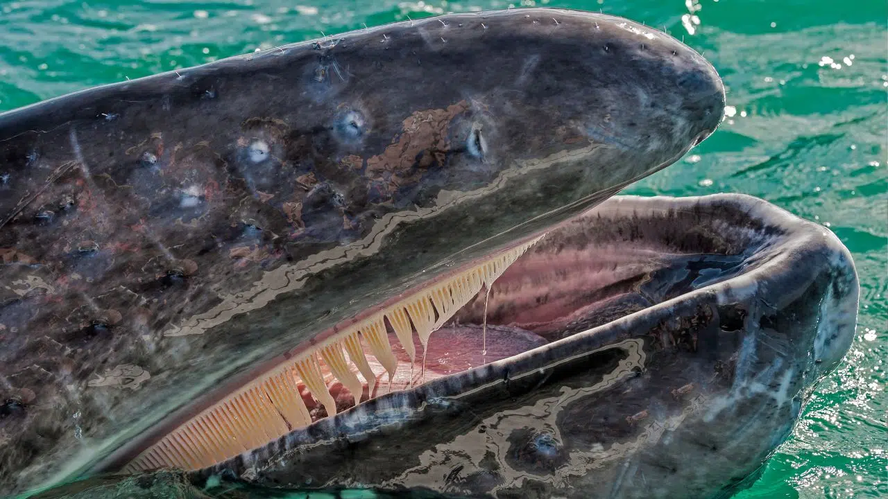 Au cours du Moyen Âge, deux espèces de baleines ont été conduites à l'extinction par l'homme dans la partie est de l'océan Atlantique Nord. Au cours du Moyen Âge, deux espèces de baleines ont été conduites à l'extinction par l'homme dans la partie est de l'océan Atlantique Nord.