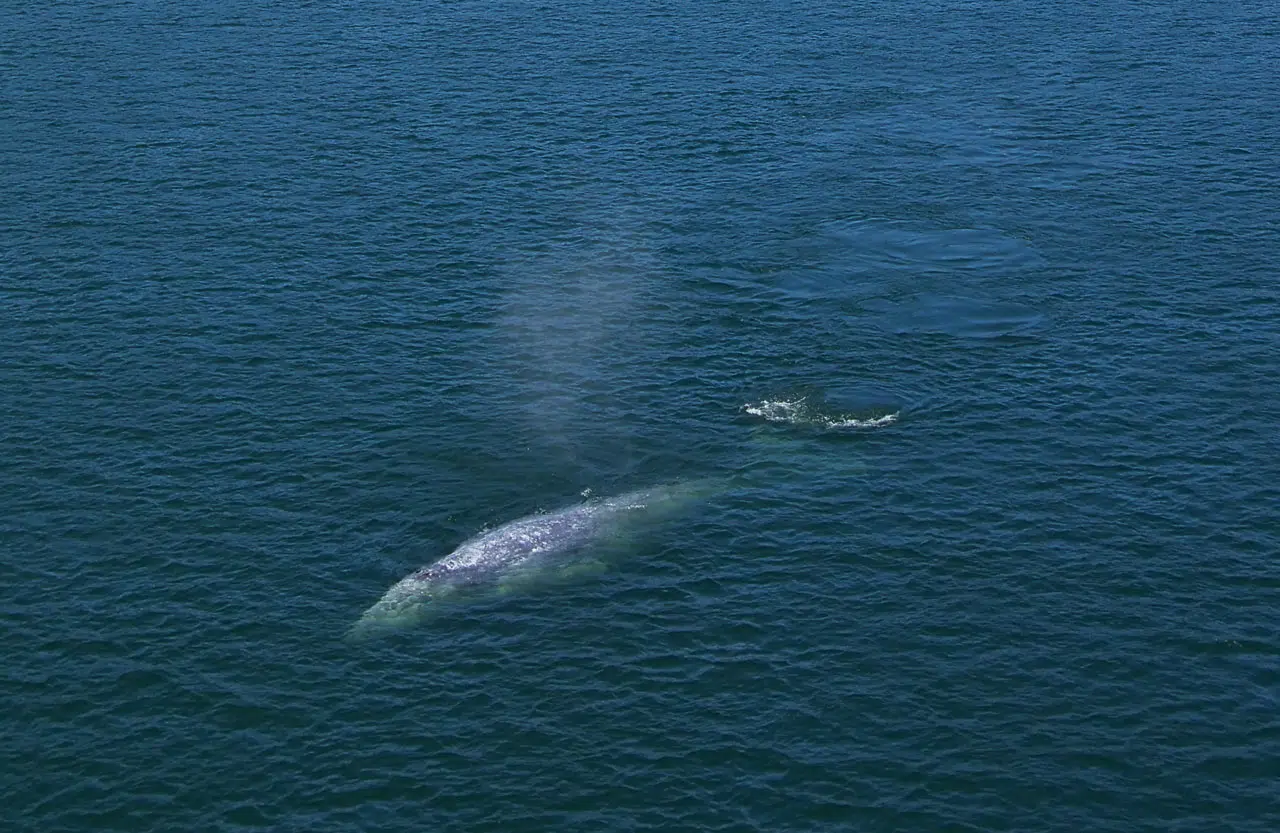 Le mystère des baleines grises puantes de Tchoukotka enfin résolu! Le mystère des baleines grises puantes de Tchoukotka enfin résolu!