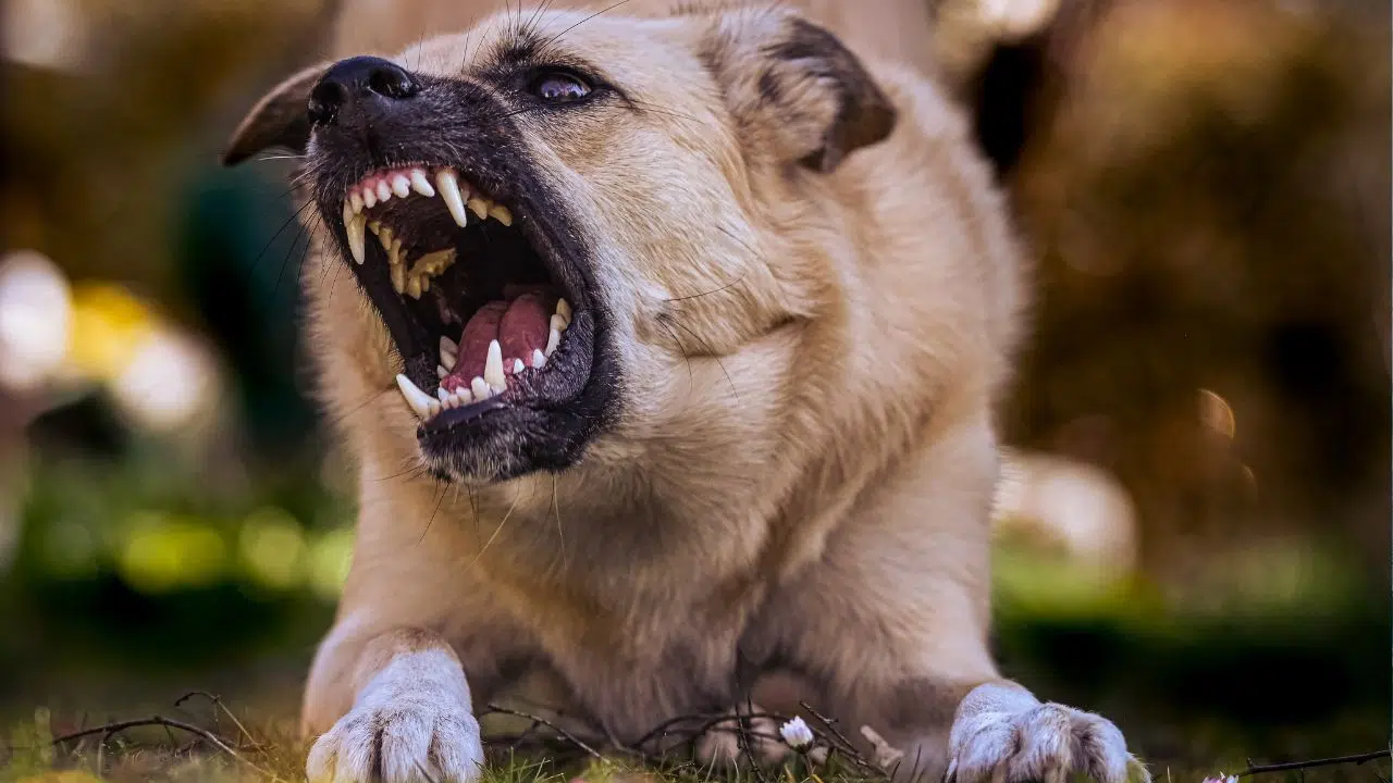 La Journée Mondiale contre la Rage, le 28 septembre, est dédiée à la sensibilisation et l'éducation sur les risques de la rage et les mesures préventives à adopter. Des initiatives mondiales, comme La Journée Mondiale contre la Rage, le 28 septembre, est dédiée à la sensibilisation et l'éducation sur les risques de la rage et les mesures préventives à adopter. Des initiatives mondiales, comme