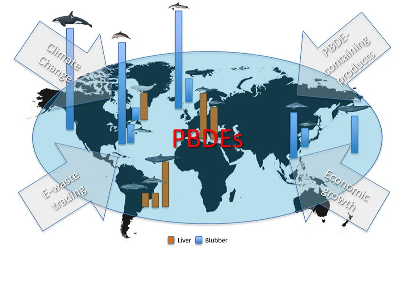 Nos mers deviennent-elles des cocktails chimiques mortels pour les cétacés ? Nos mers deviennent-elles des cocktails chimiques mortels pour les cétacés ?
