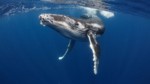 L'impact de la pollution sonore sous-marine sur les cétacés : Que sait-on ?