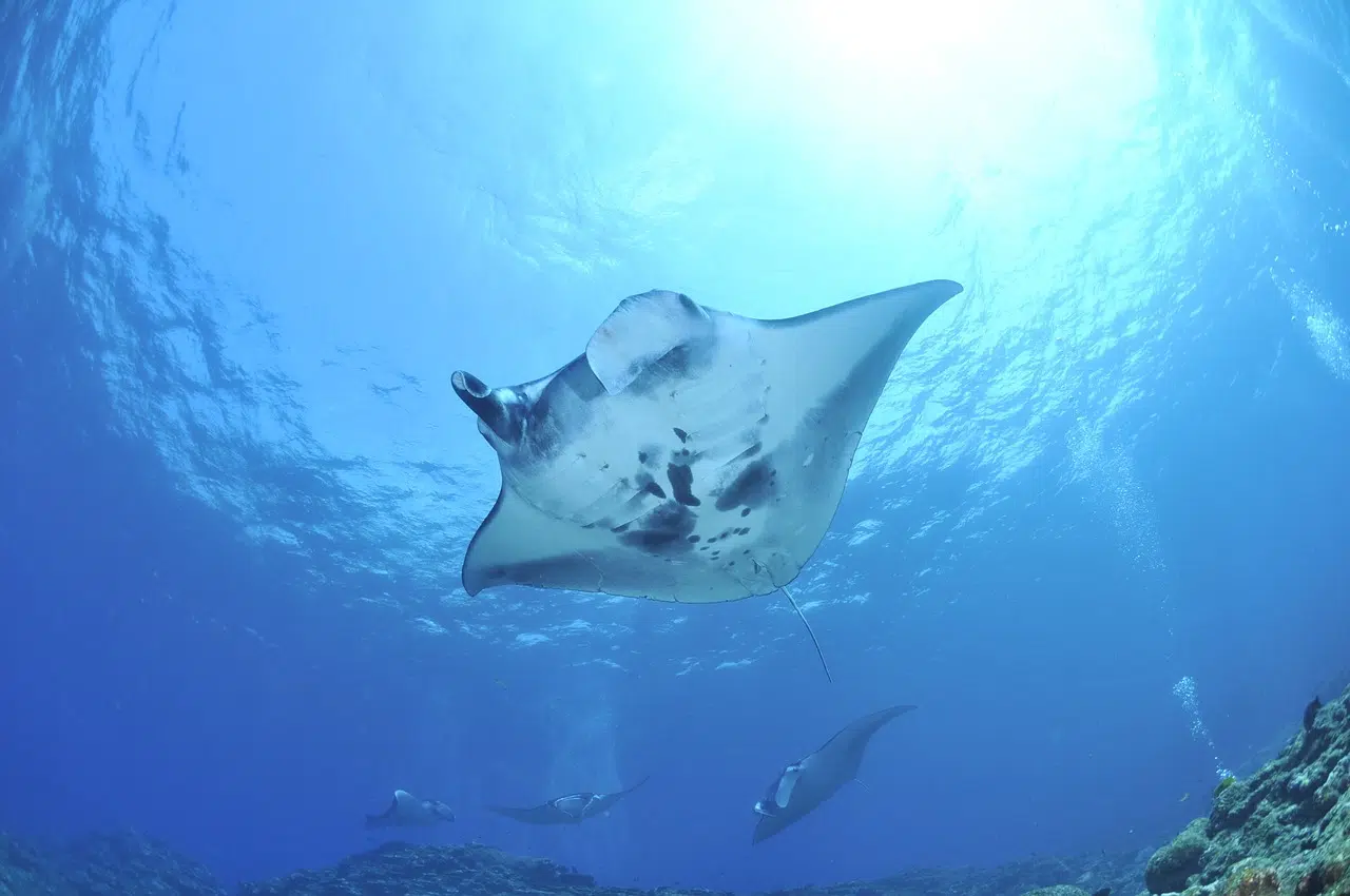 Journée Mondiale de la Raie Manta : 17 Septembre 2023, une célébration de ces géants des océans Journée Mondiale de la Raie Manta : 17 Septembre 2023, une célébration de ces géants des océans