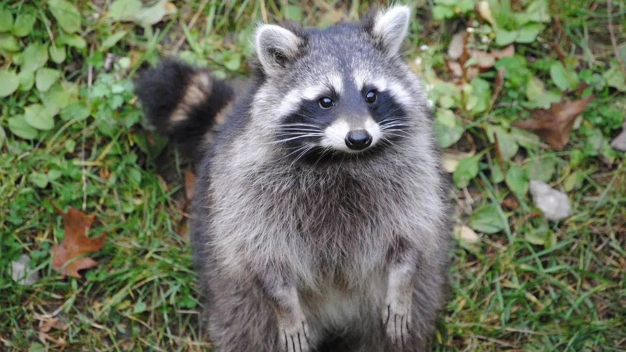 Journée internationale du raton laveur : Le 1 octobre 2023 Journée internationale du raton laveur : Le 1 octobre 2023