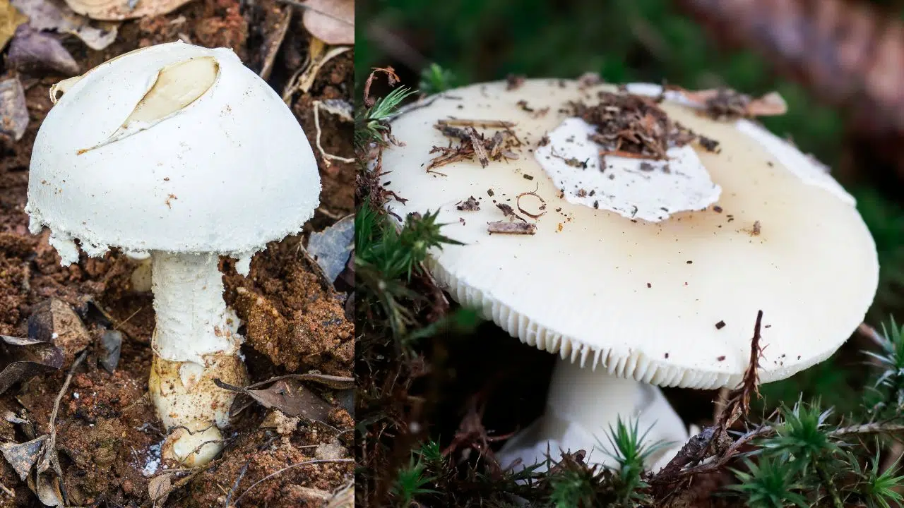 Les champignons mortels à connaître en France avant de partir à la cueillette ! Les champignons mortels à connaître en France avant de partir à la cueillette !