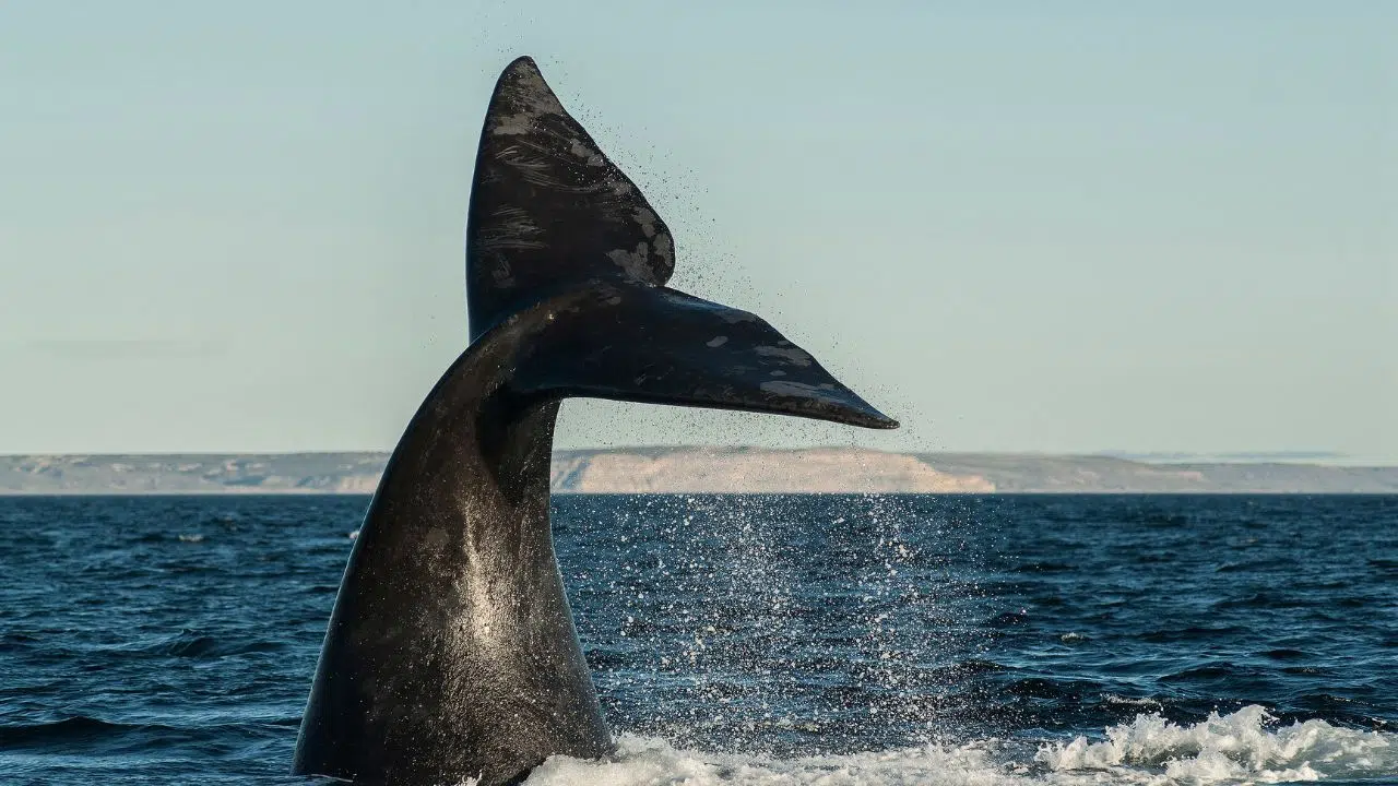 Collision fatale : Comment la vitesse excessive des navires pousse les baleines de l'Atlantique Nord vers l'extinction. Collision fatale : Comment la vitesse excessive des navires pousse les baleines de l'Atlantique Nord vers l'extinction.
