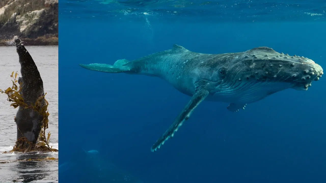 Les baleines à bosse et les algues : une romance menacée par le climat ? Les baleines à bosse et les algues : une romance menacée par le climat ?