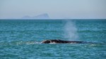 Etude de la première traversée transatlantique d'une baleine franche australe