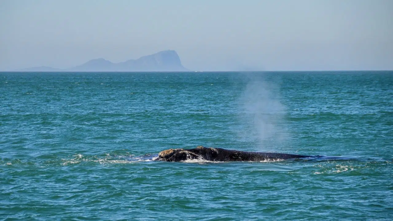 Etude de la première traversée transatlantique d'une baleine franche australe Etude de la première traversée transatlantique d'une baleine franche australe