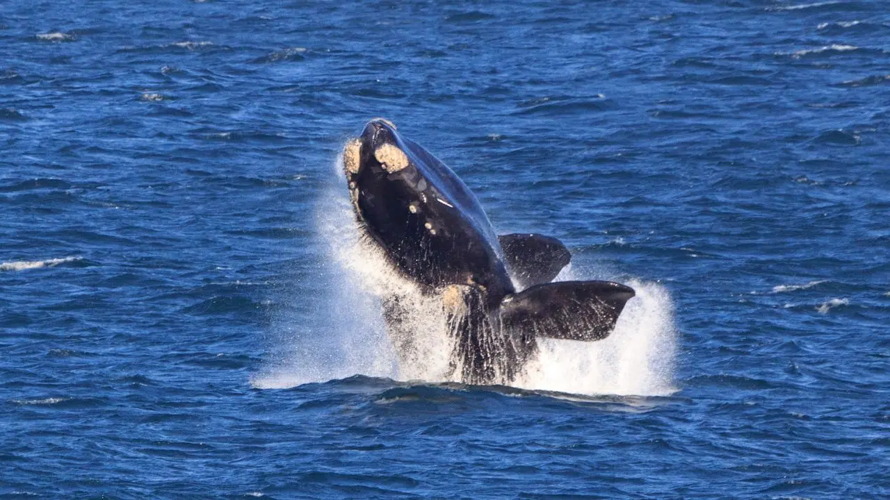 Un homme décède suite à une collision entre son bateau et une baleine à Botany Bay Un homme décède suite à une collision entre son bateau et une baleine à Botany Bay