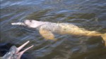 Mystérieuse mortalité : une centaine de dauphins d'amazonie retrouvés morts