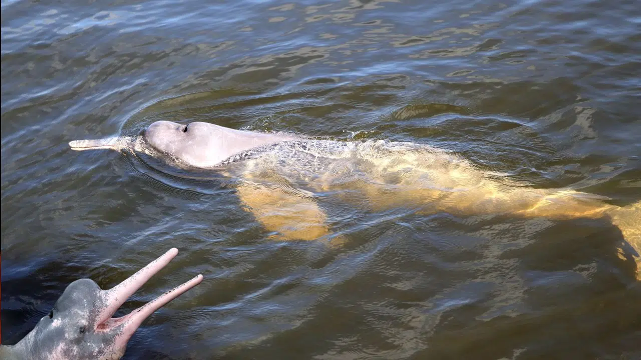 Mystérieuse mortalité : une centaine de dauphins d'amazonie retrouvés morts Mystérieuse mortalité : une centaine de dauphins d'amazonie retrouvés morts