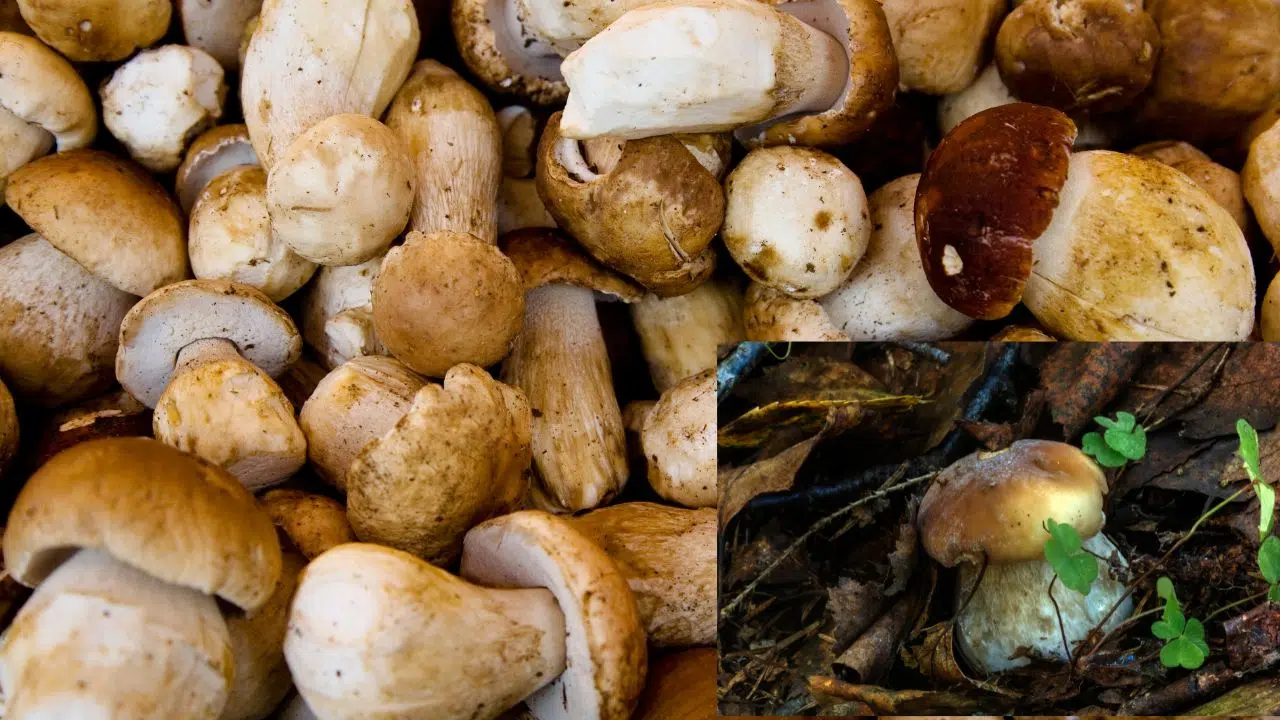 Comment augmenter ses chances de trouver des champignons ?