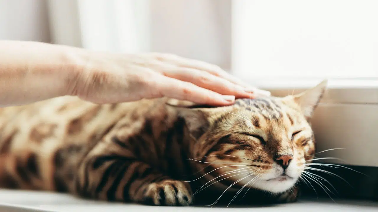 Le mystère du ronronnement des chats enfin découvert ? Le mystère du ronronnement des chats enfin découvert ?