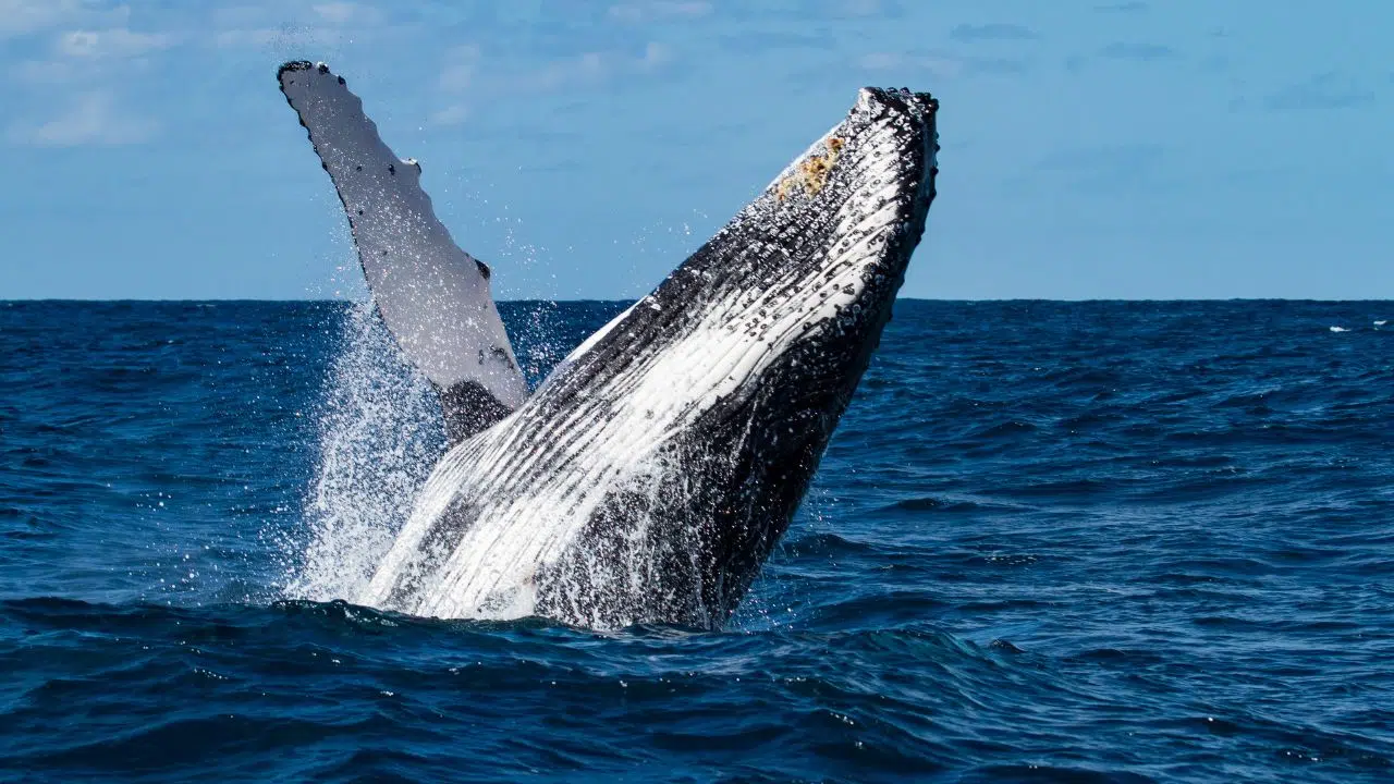Une étude révélatrice sur le comportement de surface des baleines à bosse Une étude révélatrice sur le comportement de surface des baleines à bosse