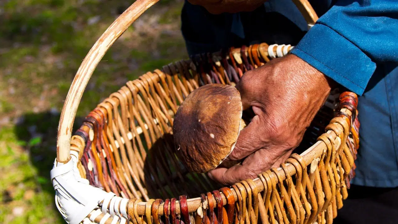 Intoxications liées à la consommation de champignons : Comment cueillir en toute sécurité Intoxications liées à la consommation de champignons : Comment cueillir en toute sécurité
