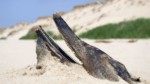 Le drame des captures de dauphins dans le Golfe de Gascogne : mesures insuffisantes malgré le rappel du Conseil d’Etat