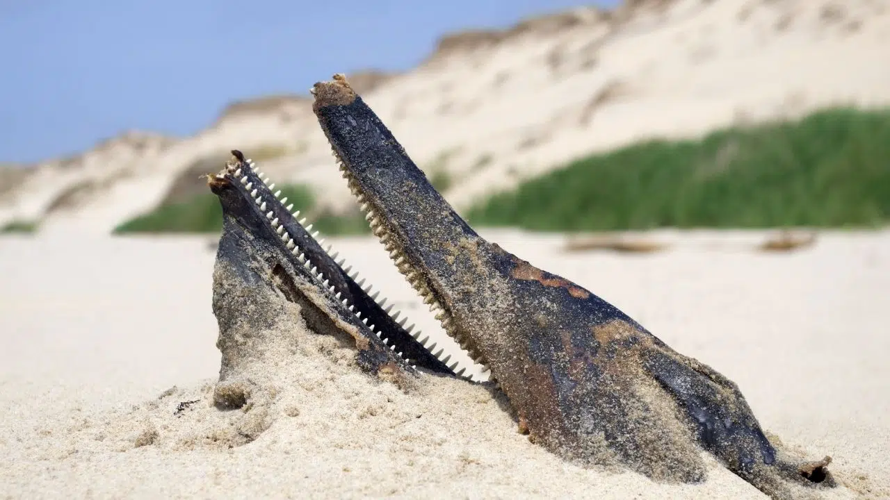 Le drame des captures de dauphins dans le Golfe de Gascogne : mesures insuffisantes malgré le rappel du Conseil d’Etat Le drame des captures de dauphins dans le Golfe de Gascogne : mesures insuffisantes malgré le rappel du Conseil d’Etat