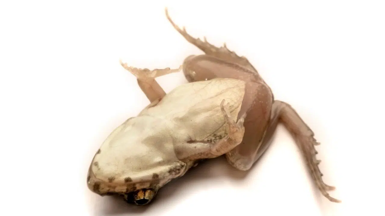 Extinction imminente : nos amphibiens face à la menace silencieuse du climat ! Extinction imminente : nos amphibiens face à la menace silencieuse du climat !