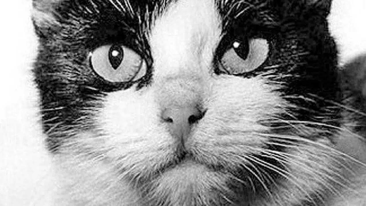 C'est arrivé un 18 Octobre : le premier spationaute français est une chatte en 1963 C'est arrivé un 18 Octobre : le premier spationaute français est une chatte en 1963