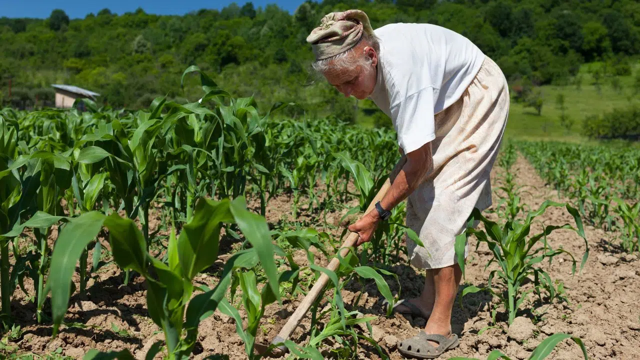 Journée internationale de la femme rurale : le 15 octobre 2023 Journée internationale de la femme rurale : le 15 octobre 2023