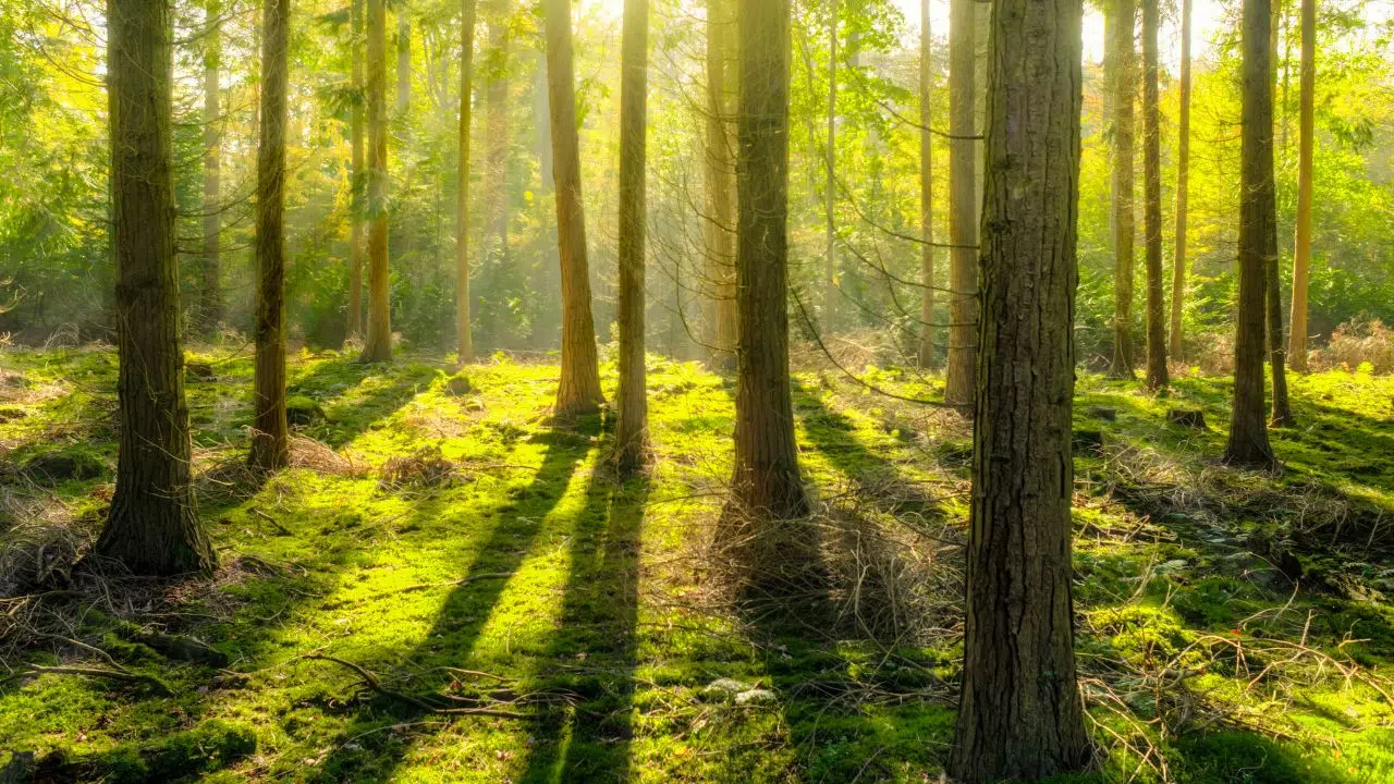 Journée de la Forêt de Soignes : le 15 octobre 2023 Journée de la Forêt de Soignes : le 15 octobre 2023