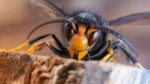 Frelon asiatique : L'envahisseur qui menace nos écosystèmes!