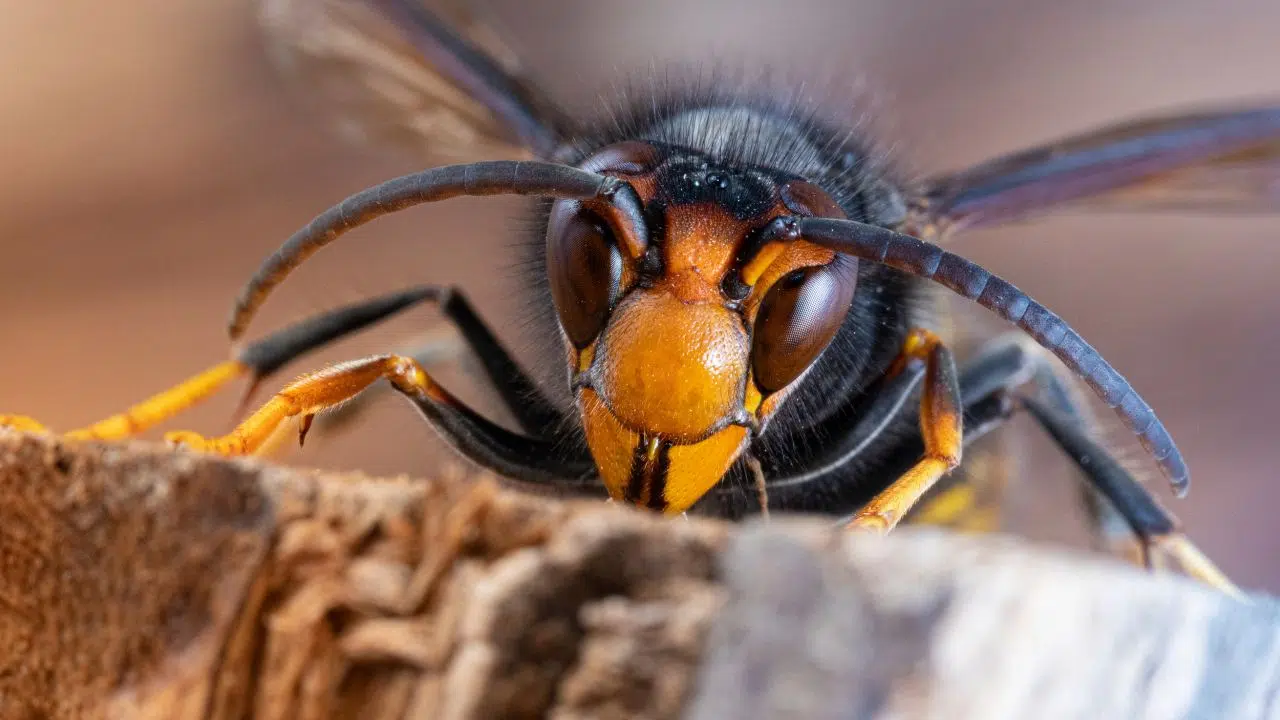 Frelon asiatique : L'envahisseur qui menace nos écosystèmes! Frelon asiatique : L'envahisseur qui menace nos écosystèmes!