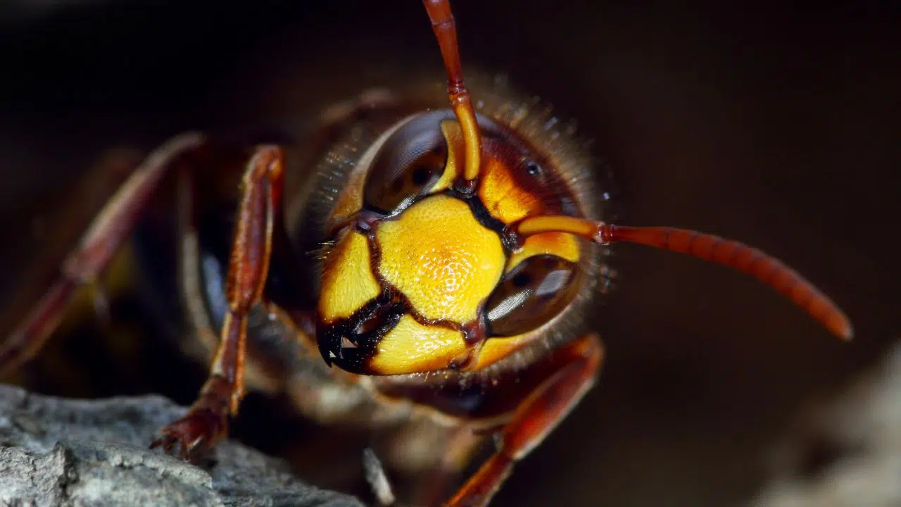 Frelon asiatique : Faut-il s'en débarrasser ? Frelon asiatique : Faut-il s'en débarrasser ?