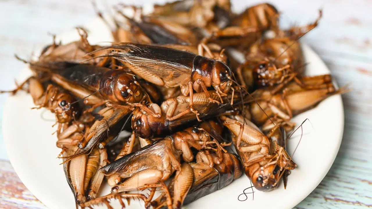 Agronutris, un géant émergent de la biotechnologie française Agronutris, un géant émergent de la biotechnologie française