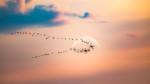 Journée mondiale des oiseaux migrateurs : le 14 octobre 2023