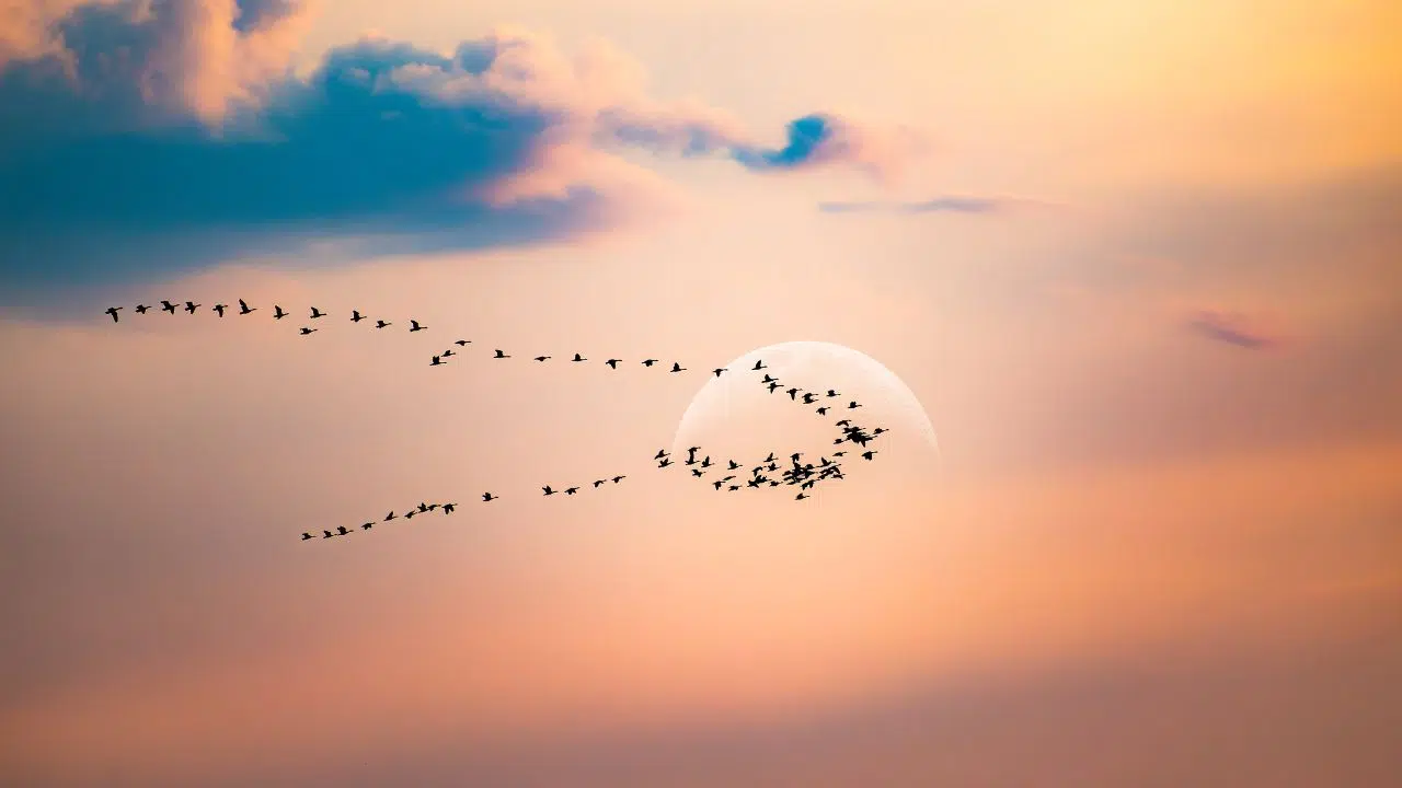 Journée mondiale des oiseaux migrateurs : le 14 octobre 2023 Journée mondiale des oiseaux migrateurs : le 14 octobre 2023