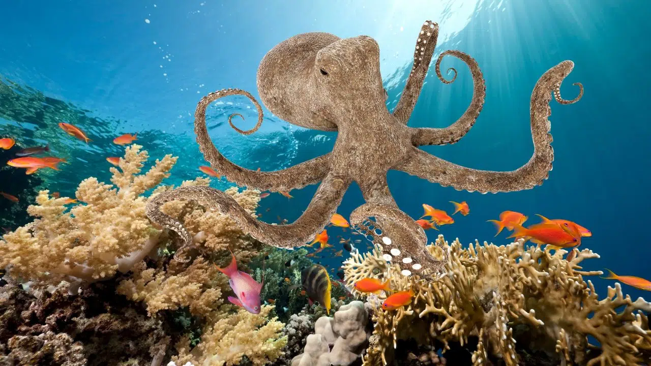 Journée internationale du poulpe : le 8 octobre 2023 Journée internationale du poulpe : le 8 octobre 2023