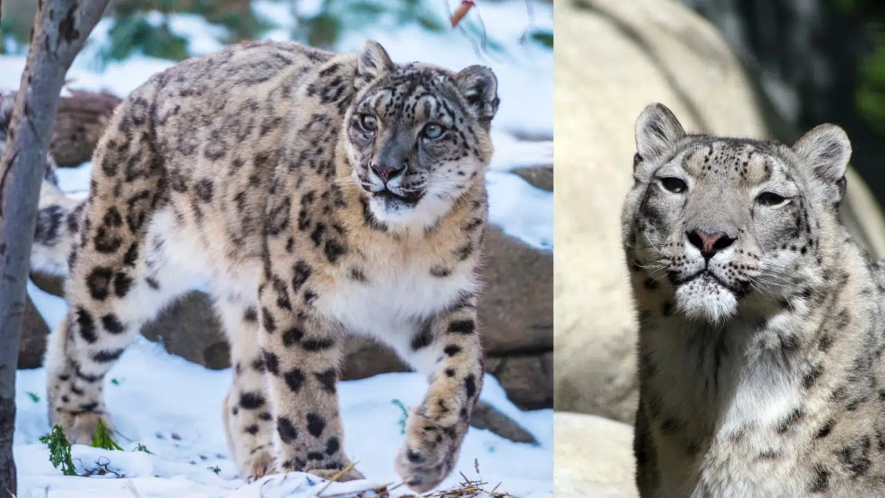 Journée internationale du léopard des neiges : le 23 octobre 2023 Journée internationale du léopard des neiges : le 23 octobre 2023