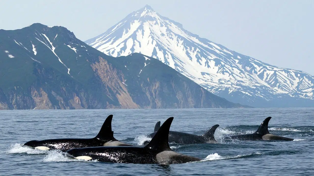 Une récente étude dévoile que les humains et les orques chassaient autrefois en tandem Une récente étude dévoile que les humains et les orques chassaient autrefois en tandem