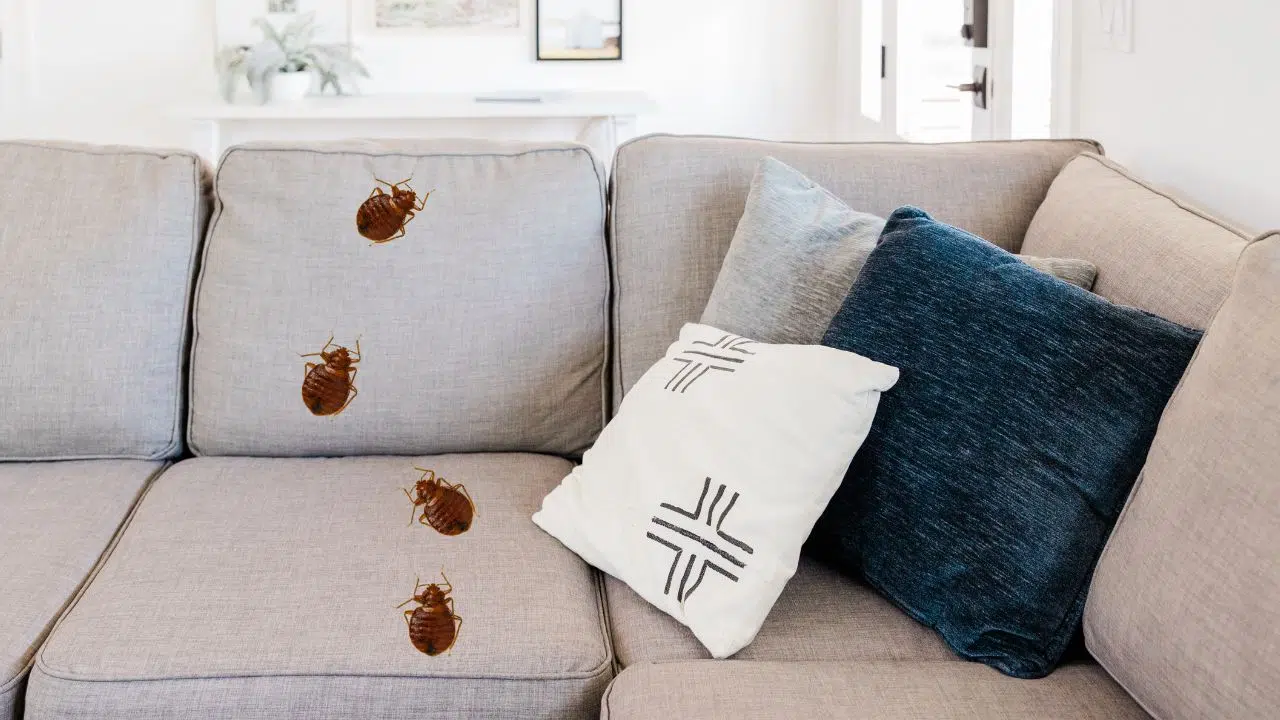 L'odeur, l'arme fatale contre les punaises de lit ? L'odeur, l'arme fatale contre les punaises de lit ?