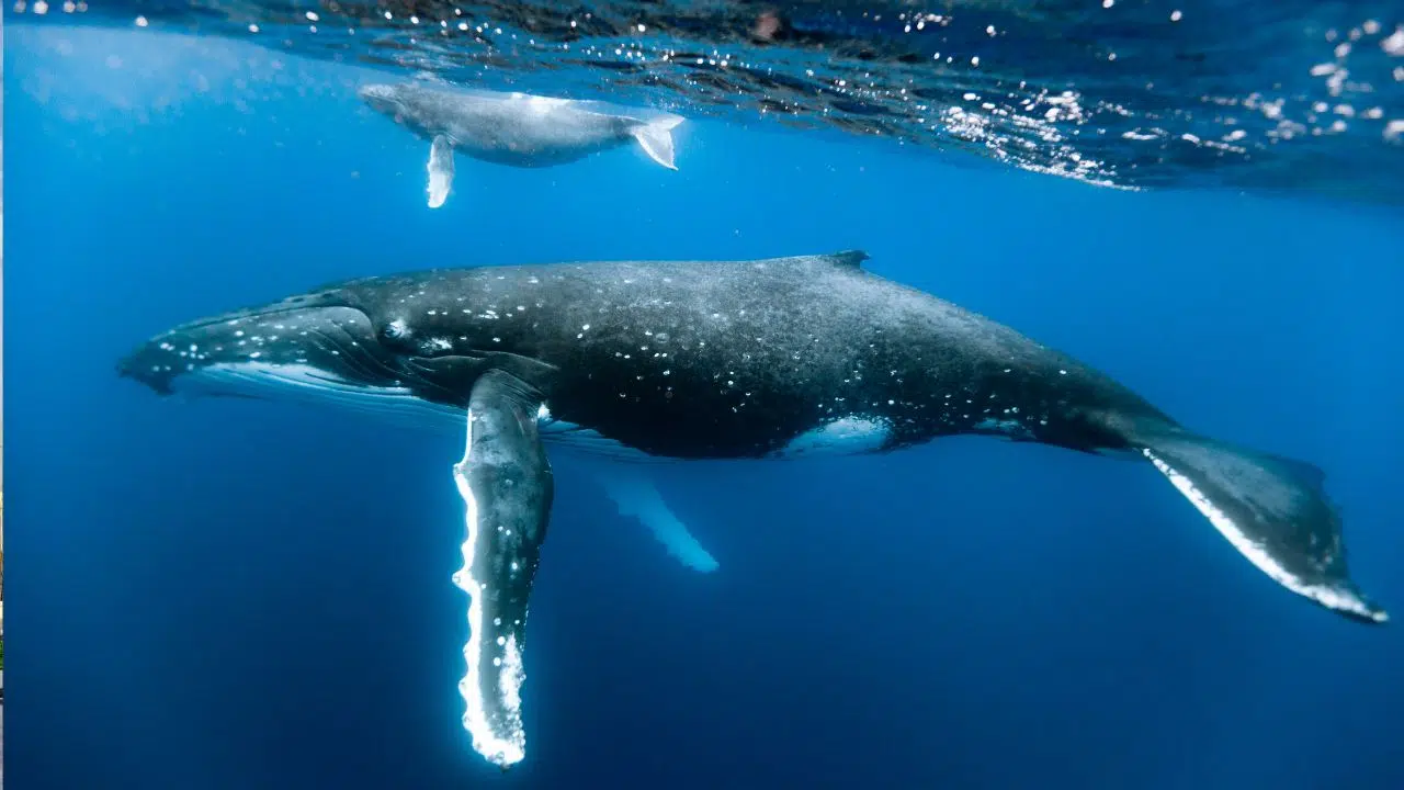 Comment dorment les baleines ? Le mystère de leur sommeil dévoilé Comment dorment les baleines ? Le mystère de leur sommeil dévoilé