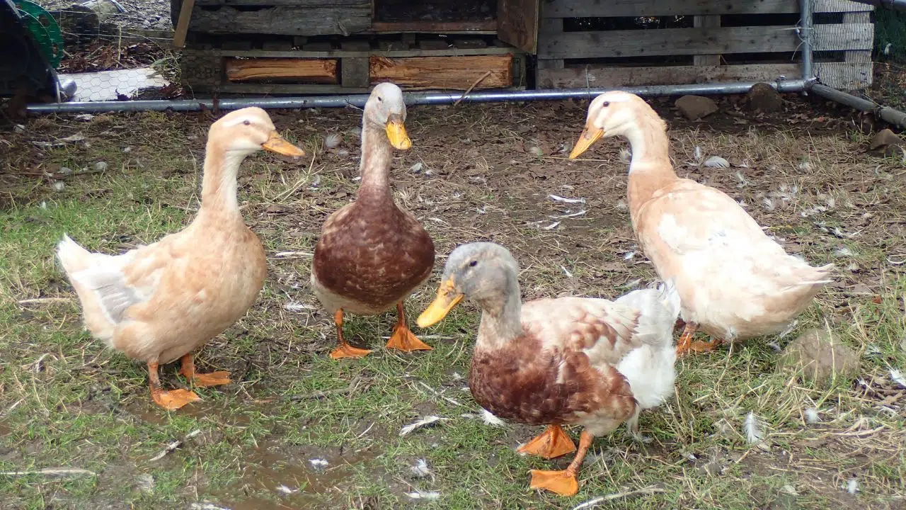 Première mondiale : la France initie une campagne de vaccination des canards contre l'influenza aviaire Première mondiale : la France initie une campagne de vaccination des canards contre l'influenza aviaire