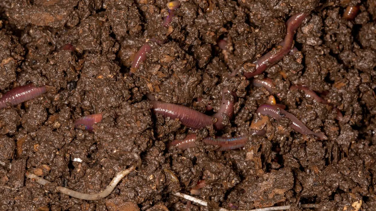 Journée mondiale des vers de terre : le 21 octobre 2023 Journée mondiale des vers de terre : le 21 octobre 2023