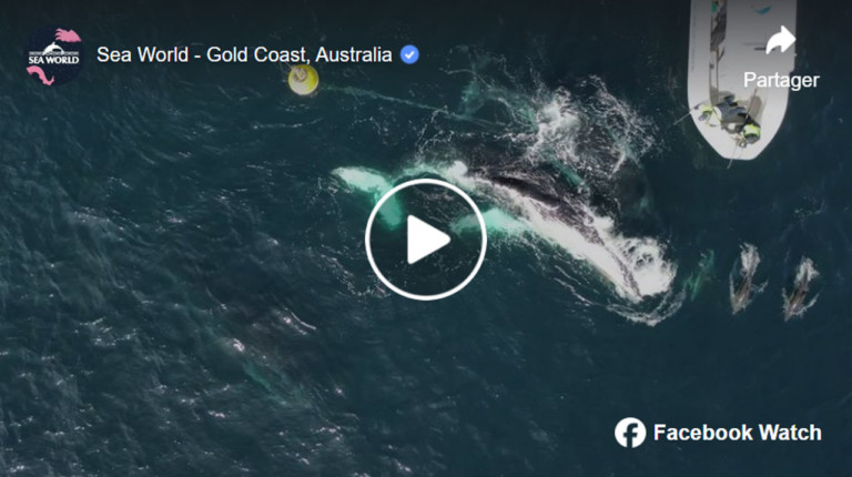 Sauvetage héroïque d'une baleine à bosse par l'équipe de la fondation sea world