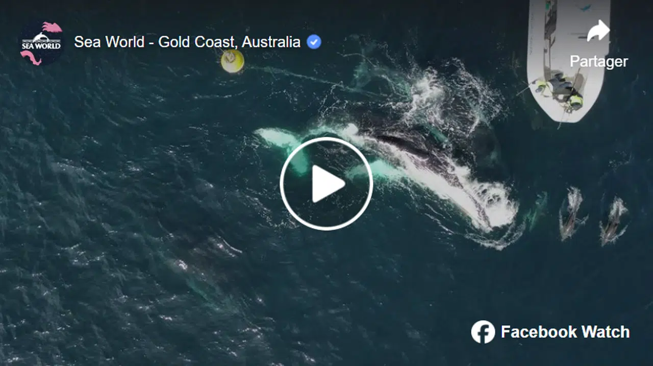 Sauvetage héroïque d'une baleine à bosse par l'équipe de la fondation sea world Sauvetage héroïque d'une baleine à bosse par l'équipe de la fondation sea world