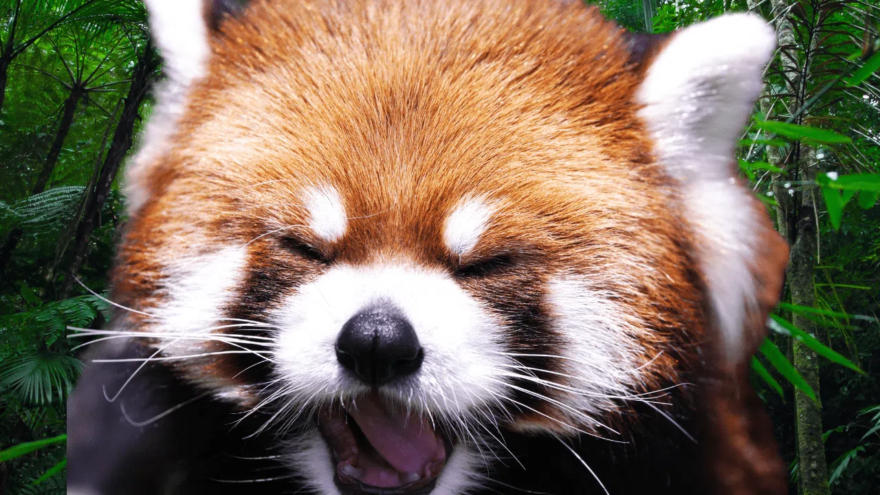 Tempête Ciaran et Domingos : Mission Tempête Ciaran et Domingos : Mission