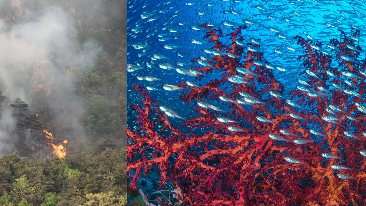 Des cendres aux Océans : Quand les feux de forêt engraissent les profondeurs marines Des cendres aux Océans : Quand les feux de forêt engraissent les profondeurs marines